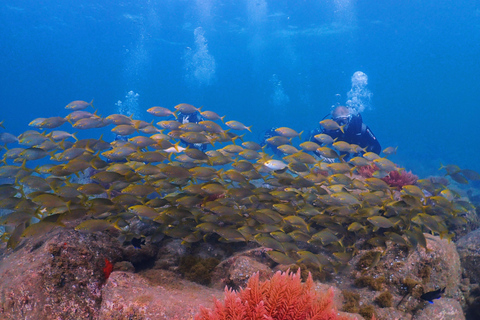 Madeira, Ponta São Lourenço: Buceo para principiantesSólo Opción Piscina - Ponta de São Lourenço