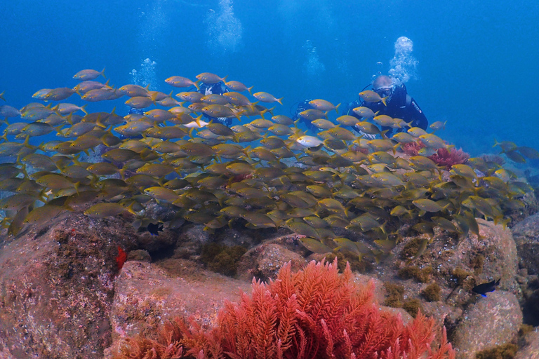 Madeira, Ponta São Lourenço: Buceo para principiantesSólo Opción Piscina - Ponta de São Lourenço