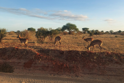 Mombasa: 5-Day Safari- Amboseli, SaltLick, Ziwani & Ngutuni