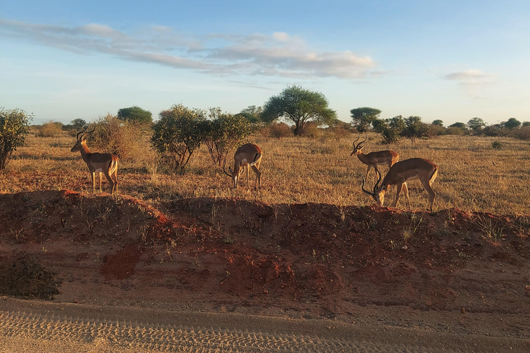Mombasa: 5-Day Safari- Amboseli, SaltLick, Ziwani & Ngutuni