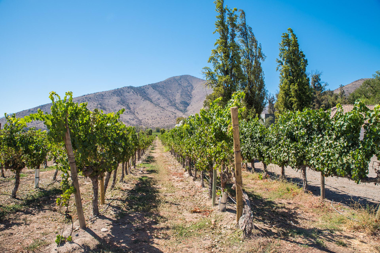 Santa Rita : Dégustation de vin Ultra Premium, visite et transport