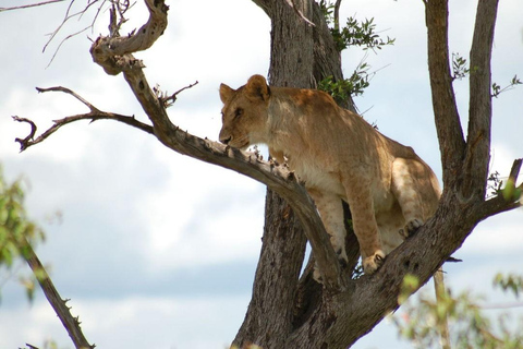 From Nairobi: 4-Day Masai Mara and Lake Nakuru Trip