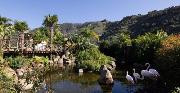 Besuch der Vogelinsel Madeira