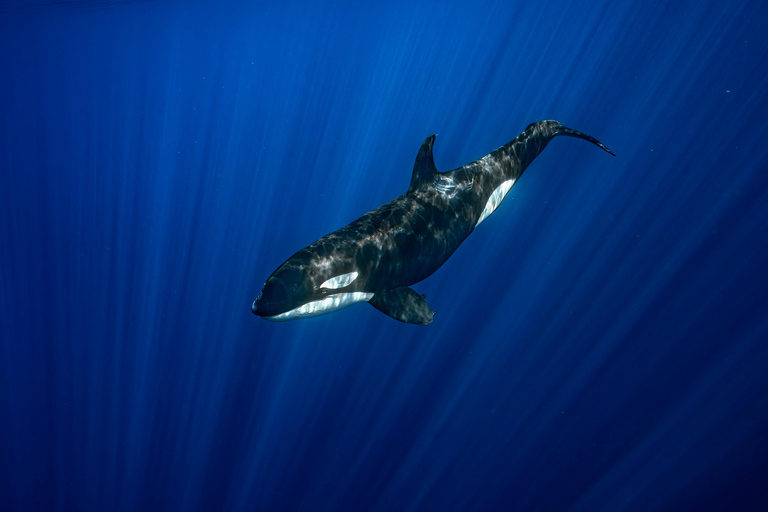 Ocean Safari: Sea Lions, Dolphins, Mobulas, Orcas and Whales La Paz Ocean Safari: Sea Lions, Mobula Rays, Dolphins, Orcas