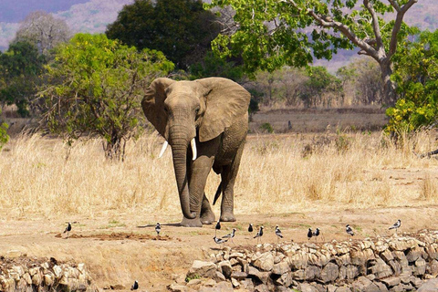 From Zanzibar: Mikumi Safari Day Trip with Flights and Lunch Mikumi Shared Safari without hotel transfer