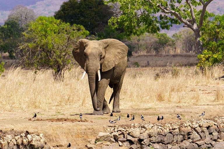 From Zanzibar: Mikumi Safari Day Trip with Flights and Lunch Mikumi Shared Safari without hotel transfer