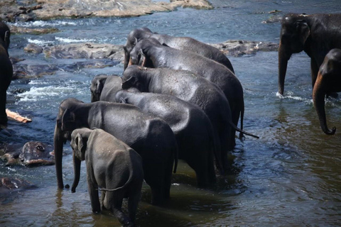 Pinnawala Elephants & Spice Garden: Private Guided Tour
