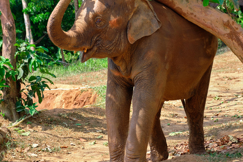 Phuket Elephant Nature Reserve - Halve dag olifantenavontuur