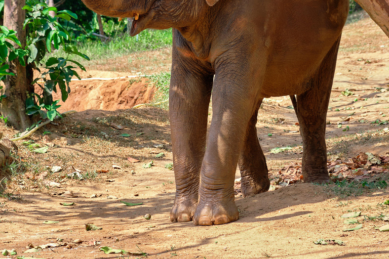 Phuket Elephant Nature Reserve - Half Day Elephant Adventure