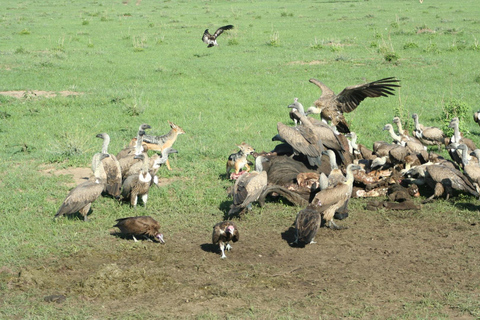Safari dans le Kenya sauvage Explorez Amboseli, Tsavo Ouest et Tsavo Est 4 joursSafari sauvage au Kenya : découvrez Amboseli, Tsavo Ouest et Tsavo Est en 4 jours