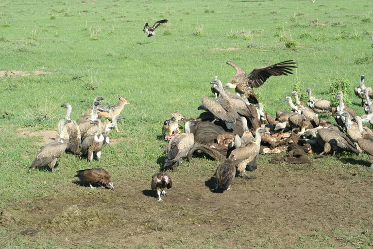 Safari dans le Kenya sauvage Explorez Amboseli, Tsavo Ouest et Tsavo Est 4 joursSafari sauvage au Kenya : découvrez Amboseli, Tsavo Ouest et Tsavo Est en 4 jours