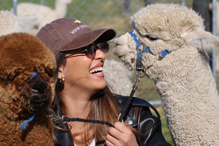 From Christchurch: Alpaca Farm Tour with Feeding and Guide