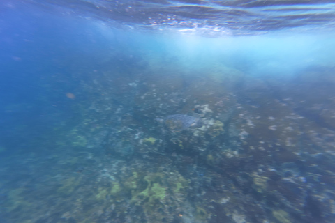 Quito: Galapagos Islands 4-Day Tour with Flights