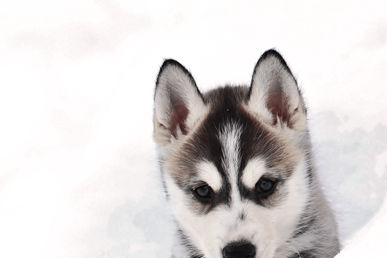 Pyhätunturi: Husky safari inclusief boerderijbezoekHuskysafari 30 minuten en boerderijbezoek