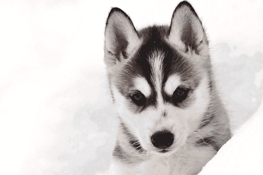 Pyhätunturi: Husky-Safari mit Farmbesuch. Foto: GetYourGuide