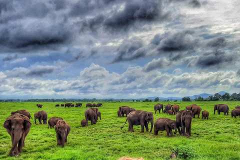 Habarana: Pure Village Life and Cultural Experience Day Tour we make real and untouched sri lankan experience