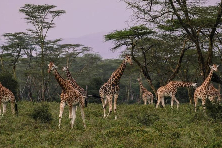 From Nairobi Safari: 4-Day Maasai Mara and Lake Nakuru