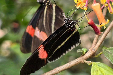 Mindo Cloud Forest Birding Butterflies waterfalls chocolate...