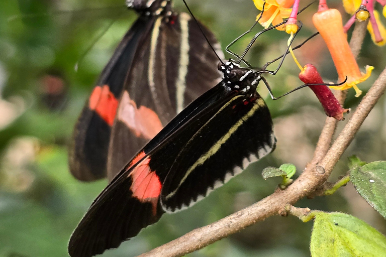 Mindo Cloud Forest Birding Butterflies waterfalls chocolate…