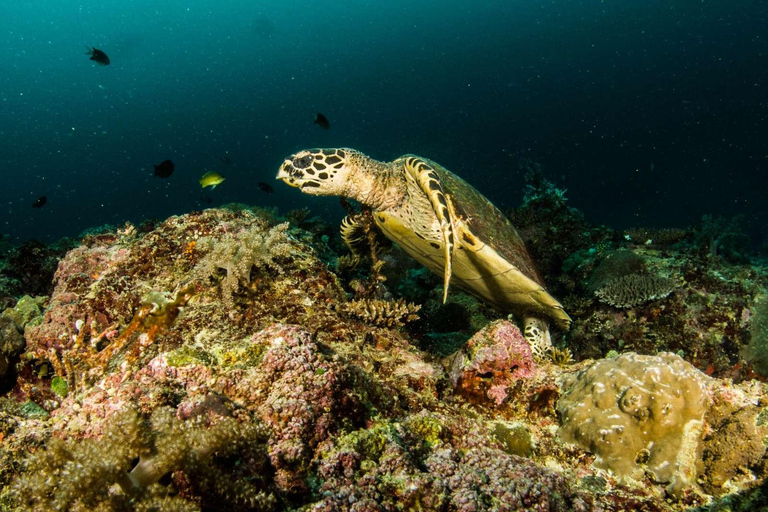 Scuba Diving in Boracay: SSI Open Water Certification Scuba Diving in Boracay: Open Water Certification with SSI