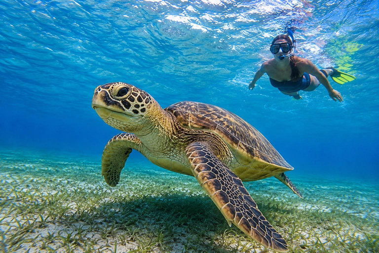Marsa Alam: Abu Dabbab Beach Full Day Snorkeling Experience Abu Dabbab Beach Half Day Snorkeling Trip
