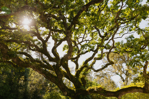 Sintra: Biglietto d'ingresso per Quinta da Regaleira e tour guidatoTour in portoghese