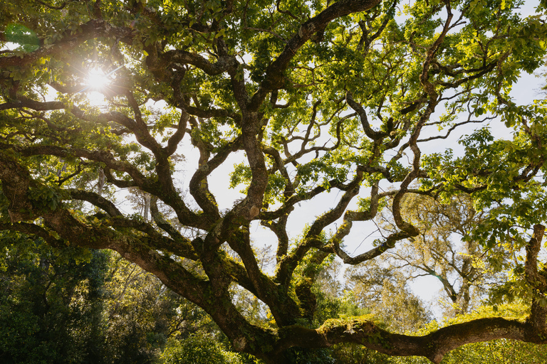 Sintra: Biglietto d'ingresso per Quinta da Regaleira e tour guidatoTour in portoghese