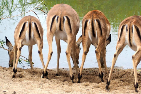 Kasane: 1 day Chobe NP Safari with Boat Cruise and Lunch
