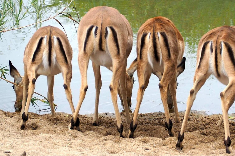 Kasane: 1 day Chobe NP Safari with Boat Cruise and Lunch