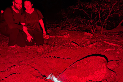 Tamarindo: Turtle Watching Night Tour with Expert Naturalist