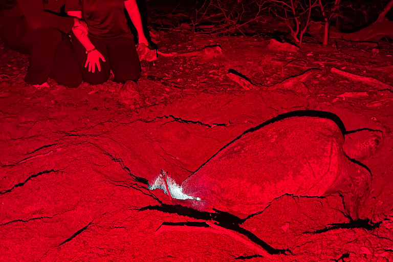 Tamarindo: Turtle Watching Night Tour with Expert Naturalist