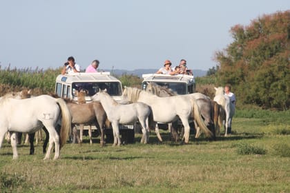 Aigues Mortes, Jeep Photo Safari in Camargue - Housity