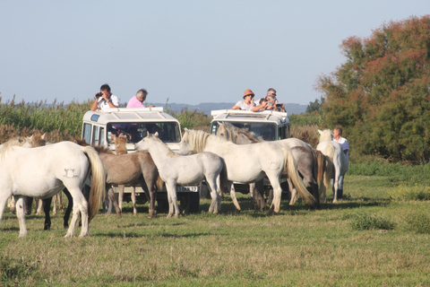 Aigues Mortes: Jeep-Fotosafari in der Camargue