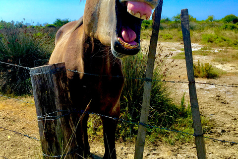 Parque Natural Regional de Arles e Camargue