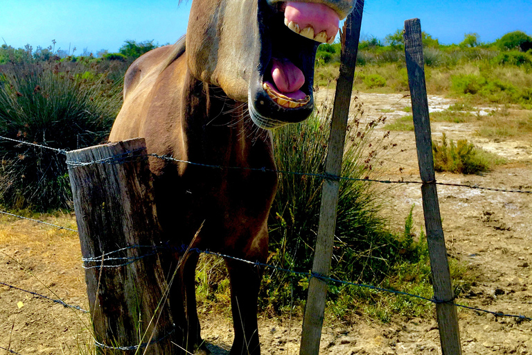 Arles i regionalny park przyrody Camargue