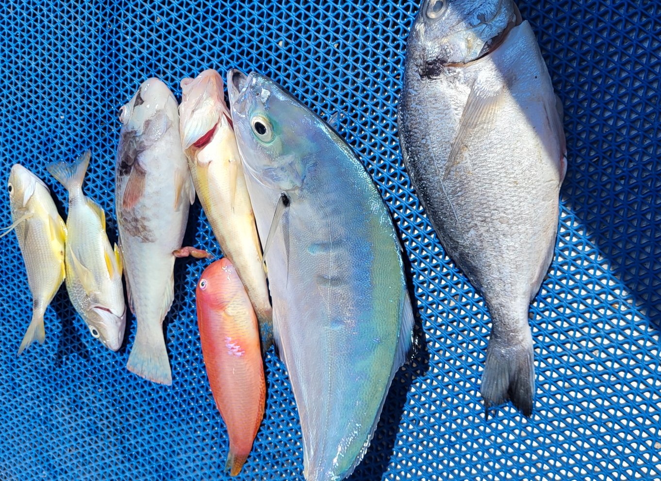 Rhodos: Fisketur, snorkling, grill og professionel guide