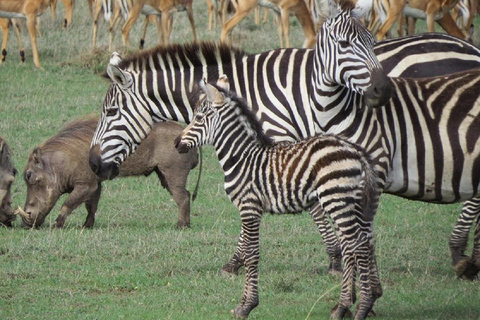 Nairobi: Ol Pejeta Conservancy Day Trip with Game Drives