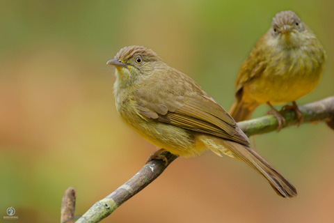 Puerto Princesa: Full-Day Birdwatching Tour with Guide
