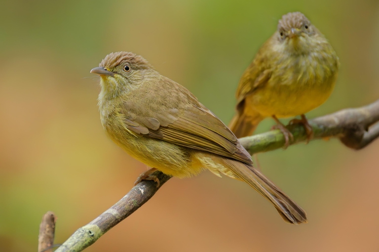 Puerto Princesa: Full-Day Birdwatching Tour with Guide