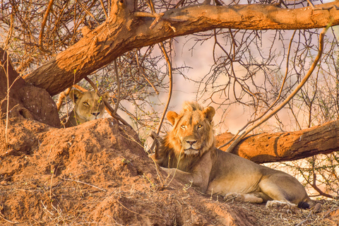 From Zanzibar: 1-Day Selous Safari with Flight & Lunch Selous Safari from Zanzibar – Without Transfer
