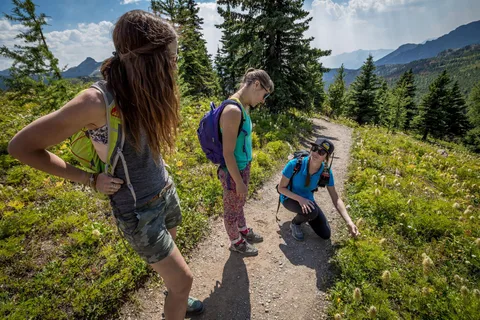 Banff: Edible and Medicinal Plants Nature Walk