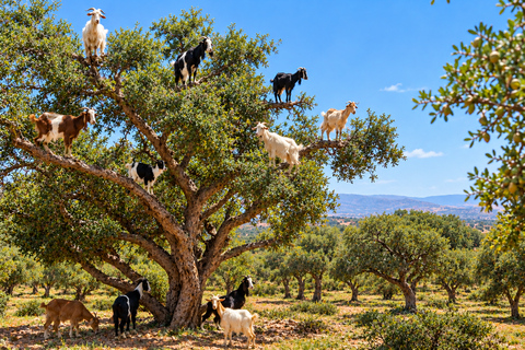 Agadir Tour: Cable Car, Crocoparc & Tree-Climbing Goats From Agadir Cable Car, Crocoparc & Tree-Climbing Goats
