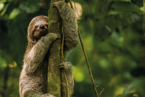 San José/vliegveld - Manuel Antonio Transfer