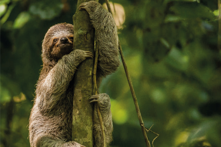 San José/vliegveld - Manuel Antonio Transfer