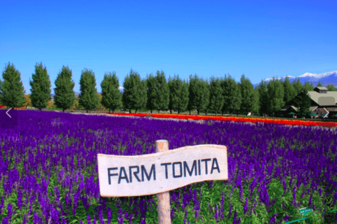Hokkaido Summer: Furano Flower Fields & Blue Pond Photo Tour Summer Hokkaido: Colorful Flower Fields, Blue Pools, Alpaca
