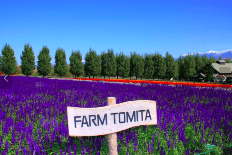 Hokkaido Summer: Furano Flower Fields & Blue Pond Photo Tour Summer Hokkaido: Colorful Flower Fields, Blue Pools, Alpaca