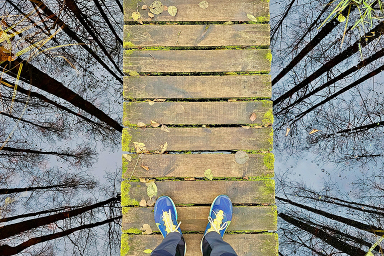 Great Ķemeri Bog & Swamp Forest Hiking Adventure Shared group tour