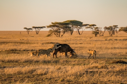 Beste zweitägige Safari von Sansibar aus, um die Big 5 des Ngorongoro zu sehen