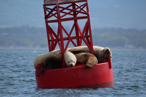 Victoria: 3-stündige Zodiac-WalbeobachtungstourAb Victoria: Whale Watching im Zodiac-Boot