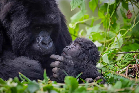 Excursion d&#039;une journée à Gorilla Trekking avec déjeuner